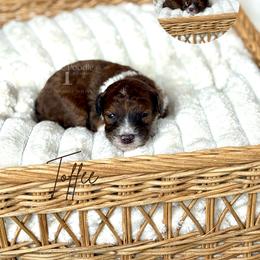 Australian Labradoodle, Bernedoodle, and Cavapoo Puppies from The Poodle Co. Raising Doodles & Poodles