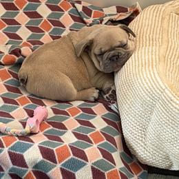 French Bulldog Puppies from Foster Lake Frenchies