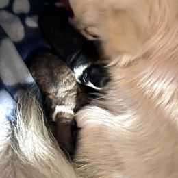 Thankful (Tank) - Black male Chihuahua puppy in Tecumseh, Oklahoma from Callie’s Happy Chihuahuas, Callie’s Happy Treasures LLC