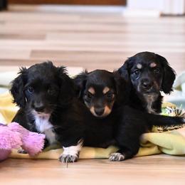 Dachshund puppies from Triple T Dachshunds