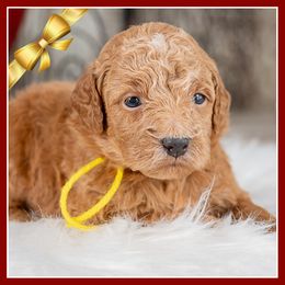 Snowflake - Red  female Goldendoodle puppy in Connersville, Indiana from Deaz Doodle Ranch