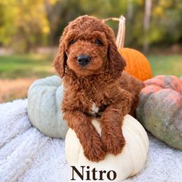 Nitro - male Goldendoodle puppy in Grove, Oklahoma from Guinn Family Farms