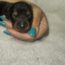Fudge - Black and tan male Dachshund puppy in Delano, Tennessee from Walker Ranch Danes & Dachshunds