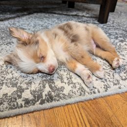 Miniature American Shepherd and Miniature Australian Shepherd Puppies from Trailside Mini Aussies