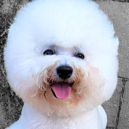 Lily - Bichon Frise