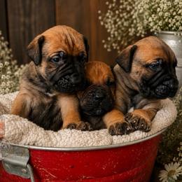 NEJI - Red male Boerboel puppy in Pennsylvania from Cold River Boerboels