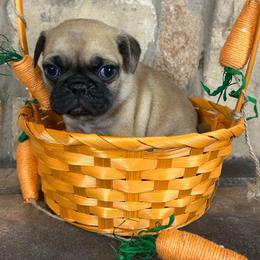 Red-Brown collar - Fawn male Pug puppy in Tucson, Arizona from Furever Friends