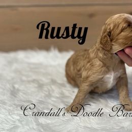 Rusty - Red and white male Cockapoo puppy in Payson, Utah from Crandall’s Doodle Barn