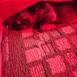 Tbd - Sable male German Shepherd puppy in Oconomowoc, Wisconsin from Vom Haus Borchardt GSD Kennels