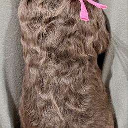 Iris - Chocolate female Goldendoodle puppy in Joilet, Montana from L&Z Goldendoodles