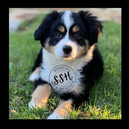 Miniature American Shepherds, Miniature Australian Shepherds, and Toy Australian Shepherds from Sunset Hill Mini & Toy Aussies