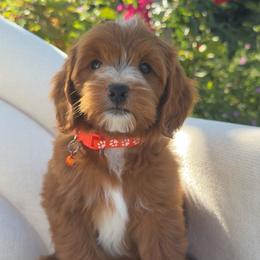 Max - Red  male Goldendoodle puppy in Rio Linda, California from GoldendoodlePaw