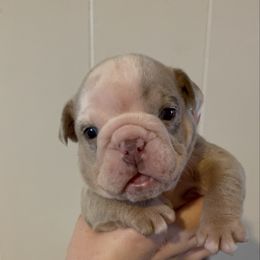 Girl 2 - Lilac tri-color female Bulldog puppy in Akron, Ohio from Urban Danes and bulldogs