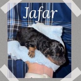 Jafar - Phantom male Poodle puppy in Willisburg, Kentucky from Gabrielle’s AKC Toy Poodles