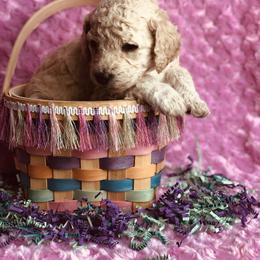 Bernedoodle and Labradoodle Puppies from Royal Doodles