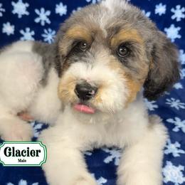 Glacier - In Training - Merle male Bernedoodle puppy in Milan, Indiana from Doodles & Spice