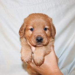 Chamomile - Dark golden male Golden Retriever puppy in New Weston, Ohio from Bertke AKC Golden Retrievers and Bernese Mountain Dogs