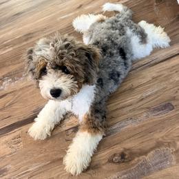 Tiff - Bernedoodle