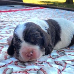 Purple Girl - Brown white and tan female Cocker Spaniel puppy in Beggs, Oklahoma from Southern Country Cockers