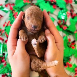 Rudolph - Red  male Goldendoodle puppy in Kissimmee, Florida from Poodle Doodle Kennels