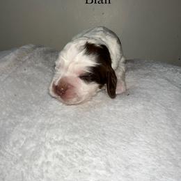 Blair - Liver white and tan female English Springer Spaniel puppy in Springfield, South Carolina from Sweet Southern Spaniels