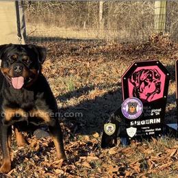Harper - Rottweiler