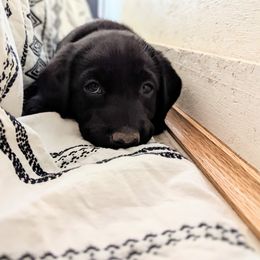 Dilute Retriever and Labrador Retriever Puppies from LC Hunting Labs, LLC.