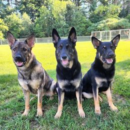 German Shepherds from Waldrand Kennel LLC