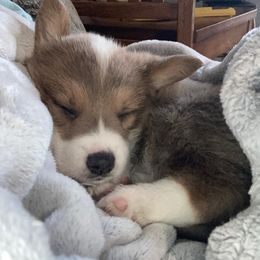 Pembroke Welsh Corgis from Natasha’s Corgis