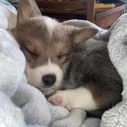 Pembroke Welsh Corgis from Natasha’s Corgis
