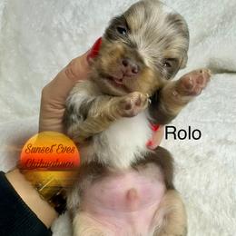 Chihuahua Puppies from Sunset Eves Chihuahuas