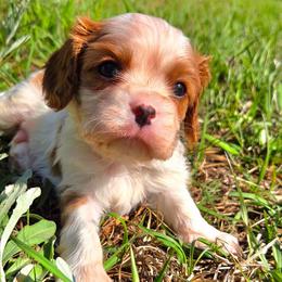 McSteamy - Blenheim male Cavalier King Charles Spaniel puppy in Sparta, Georgia from Southern Edge Kennel