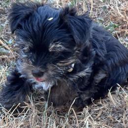 Grego-Brown - Black and tan male Yorkshire Terrier puppy in Lampasas, Texas from Lone Star Yorkies Texas