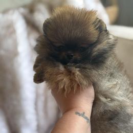 Remi - Orange sable female Pomeranian puppy in Richmond, Kentucky from Pixie Dust Pomeranians