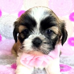 Tatum - Gold and white female Shih Tzu puppy in Hemet, California from Aloha Shih Tzu