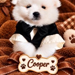 Cooper - White male Pomeranian puppy in St. Louis, Missouri from Saint Louis Pomeranian babies