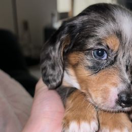 Girl 3 - Dapple Dachshund puppy in Lubbock, Texas from ANQ Dachshunds