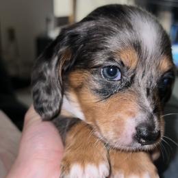 Girl 3 - Dapple Dachshund puppy in Lubbock, Texas from ANQ Dachshunds