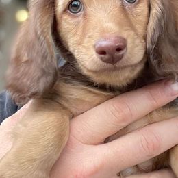 Albus Dumbledore - Cream Dachshund puppy in Star, Idaho from October Hounds