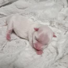 Milady - White female Maltese puppy in Austin, Texas from Austin Maltese Babies