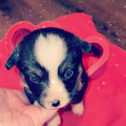 American Corgi Puppies from Highland corgis