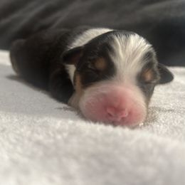 Girl 4 - Black tri-color Australian Shepherd puppy in Salem, Oregon from Cherry City Kennels