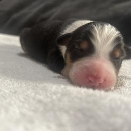 Girl 4 - Black tri-color Australian Shepherd puppy in Salem, Oregon from Cherry City Kennels