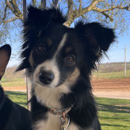 Penelope - Companion Cross