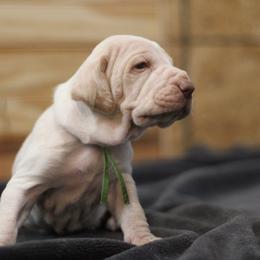 Boy 2 - White and orange male Bracco Italiano puppy in Williamsburg, Virginia from Eastern Breeze