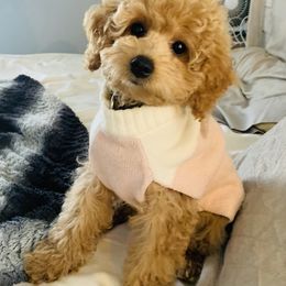 Bernedoodle and Goldendoodle Puppies from Cottrell’s Poodles & Doodles