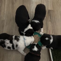 Miniature American Shepherd Puppies from Moonlight Trail Aussies
