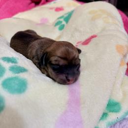 Shaded cream male - Cream male Dachshund puppy in Centralia, Washington from FairyTail Dachshunds