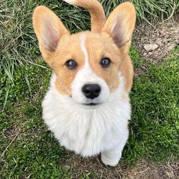 Pembroke Welsh Corgi Puppies from Rose Water Corgis