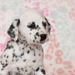 Adora - Dalmatian puppy in Cottage Grove, Oregon from Hidden Hills Dalmatians